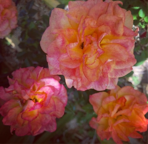 🥀 Roses  (at Hacienda Pèrez-Garcia)