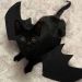 ms-umbrabat:emm-aaaaaaa:likepapeerplanes:pets-wings:🎃 Halloween is coming and