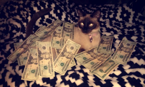 Money cat, reblog for good fortune(submitted by @definitely-nobody)