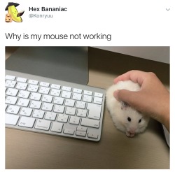 firebeez:  Sir I believe that is a hamster