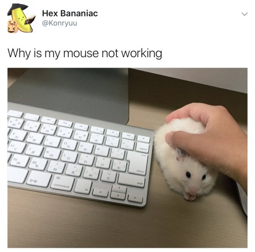susiethemoderator:that’s because it’s a hamster