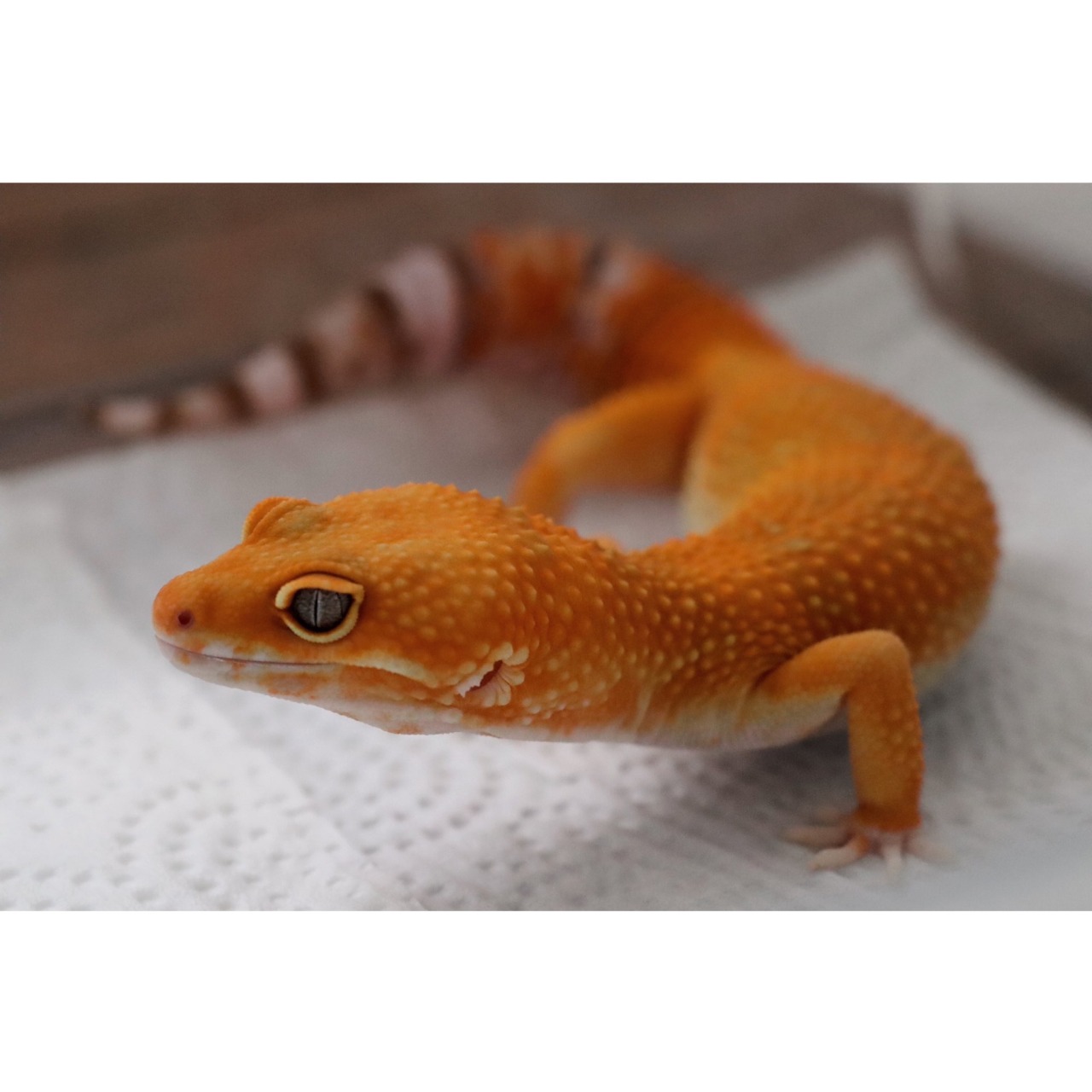 ヒョウモントカゲモドキ Tumblr Posts Tumbral Com ヒョウモントカゲモドキ Tumblr Posts Tumbral Com