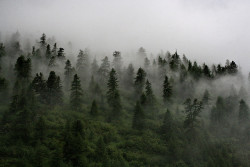 90377:Nebbia Spettrale by Roveclimb on Flickr.