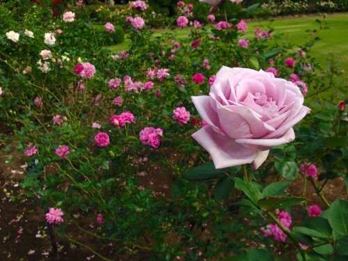 Roses from the French Garden in Shinjuku Gyoen National Park