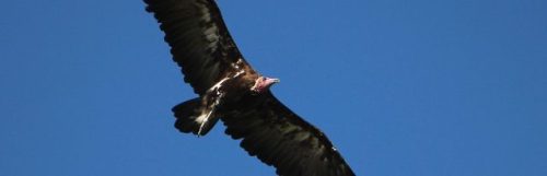 zsl-edge-of-existence:Because hooded vultures are so much smaller than most other African vultures, 