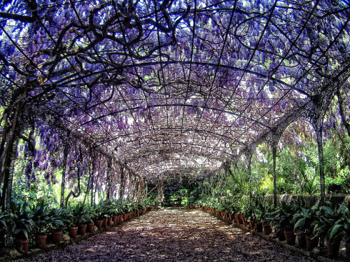 Jardin Botanico de Malaga, Andalusia, Spain (by ToniMolero07).