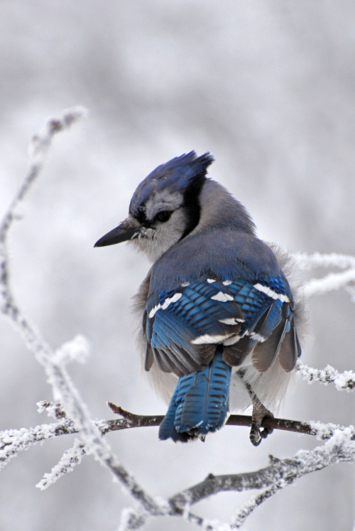 intotheclearing: Brilliant Blue Jay (by djsime)