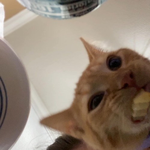 A Whole 30 Second Screenshot Sequence Of My Cat Eating A French Fry.