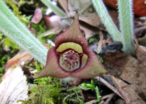 Wild ginger, Asarum canadense, odd little flower and leaves. A native wildflower where I live.