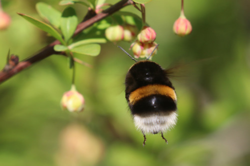 Bumblebee/humla. Vrmland, Sweden (May 17, 2020).