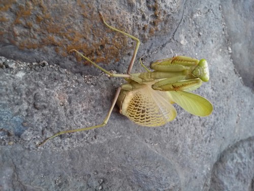 kmaralenta:So I was walking through the street and I found this exceptional mantis and i´m try