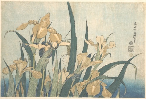 met-asian: 葛飾北斎画　燕子花|Grasshopper and Iris by Katsushika Hokusai, Metropolitan Museum of Art: Asian A