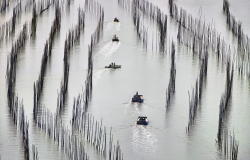 Thierry Bornier