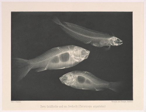 nobrashfestivity:Josef Maria Eder and Eduard Valenta, Two goldfish and one sea fish (Christiceps arg