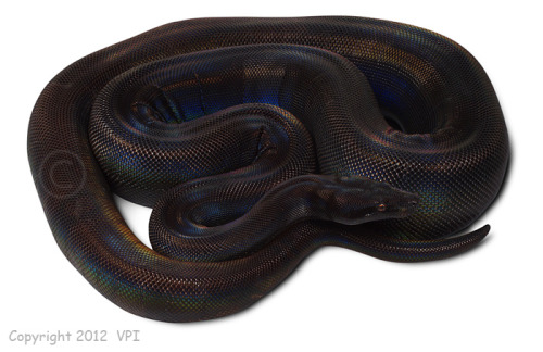 pythox:Black Snake Moan (“Some pretty mama better come and get this black snake soon”).“Midnig