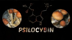 tweakedburnout:  PSiLoCYBiN