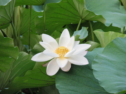 doomhope:pocula:©[Image ID: Photo of a white flower with a yellow center nestled among many round an