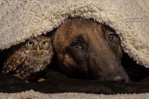 avianawareness:The Unlikely Friendship Of A Dog And An Owl by A Professional Animal Photographer Tan