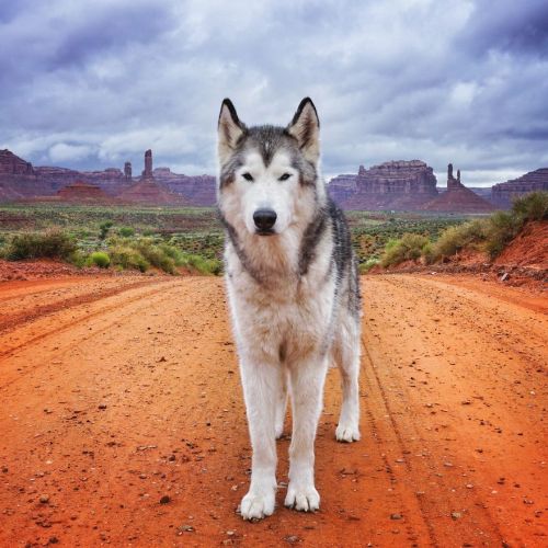landscape-photo-graphy:Adventures Around The World With Wolfdog In Tow Documented by Professional Hi