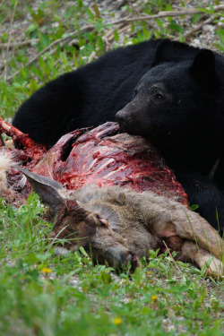 thepredatorblog:  yellowbirdflying:  BC Black Bear by Everywhere and Nowhere on Flickr. “I came upon this adolescent Canadian black bear on a trip through Banff National Park. I’m not sure if he took the deer down or if a car did, but it was definitely