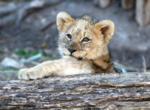 tulipnight:Lion Cub by kedilee