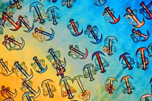 todropscience:These are ossicles, small calcareous elements embedded in the skin of the snake sea 