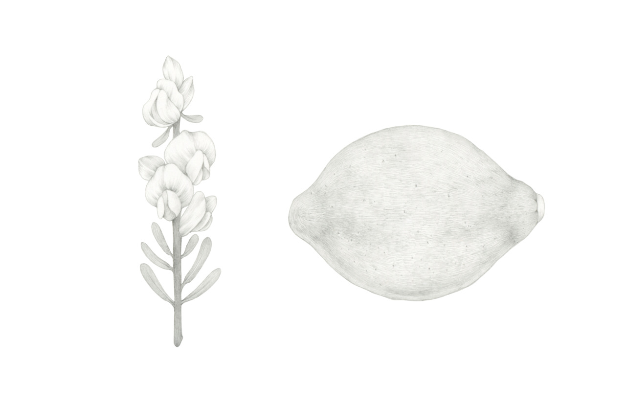 6cca Design Muji 無印良品 オーガニックハーブティー パッケージイラスト ハニーブッシュとレモンの原画です 6cca Design Muji 無印良品 オーガニックハーブティー パッケージイラスト ハニーブッシュとレモンの原画です