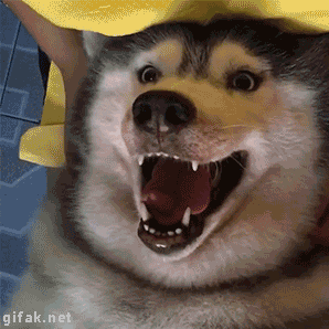 gifaknet:vifdeo: Happy Husky Dog Enjoys Head Massage