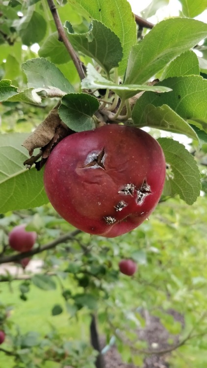 Venturia inaequalis -fungus is causing the apple scab disease symptoms on apple (Malus domestica).
