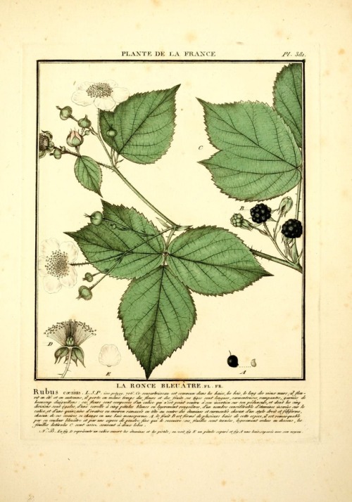 wapiti3:  Herbarium of France By Bulliard, Pierre, 1752-1793,ht Publication info Paris, Chez l'auteu