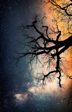 optically-aroused:Milky Way Tree by Jonathan Besler  