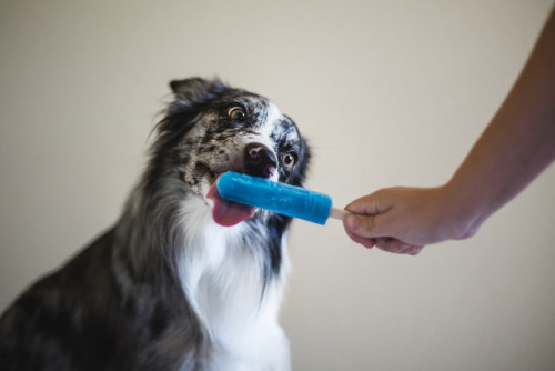 nerobetch:tempurafriedhappiness:Here are some dogs enjoying Popsicles.  This is the kind of qua