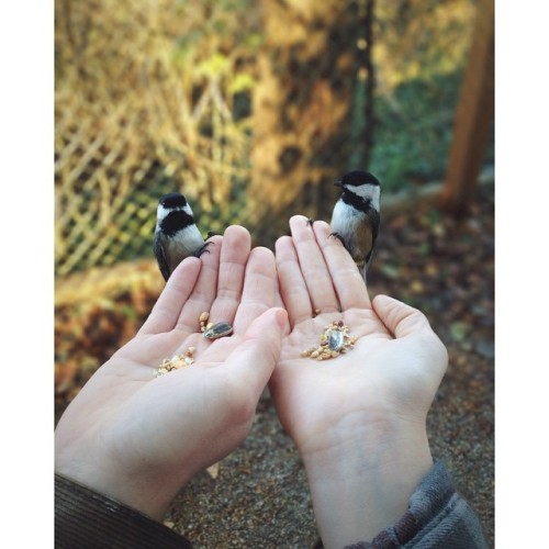 feeding little chickadees at the bird sanctuary today #chickadees #birds #cute #reifelbirdsanctuary 