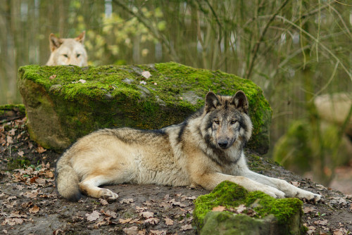 lonestray:  By  Ralf Seelert Photography