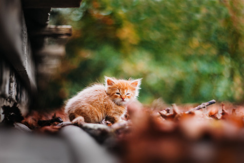 atraversso:Adorable Kitty by Tatiana Afinogenova