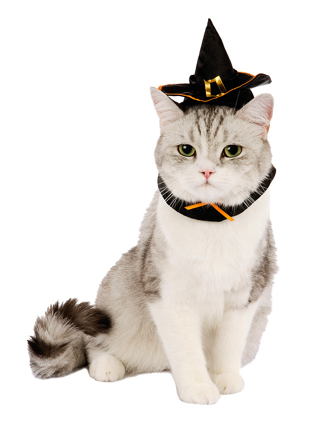 catcosplayuniverse:  Witch Cats! HAPPY HALLOWEEN! 