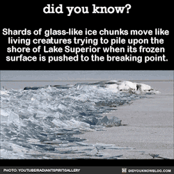 did-you-kno:  Shards of glass-like ice chunks move like  living creatures trying to pile upon the  shore of Lake Superior when its frozen  surface is pushed to the breaking point.  Source