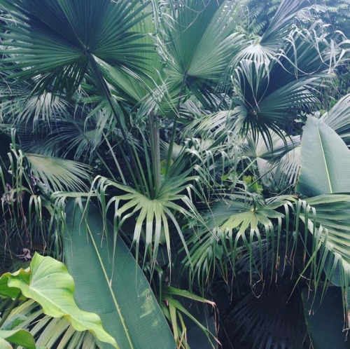 thisisgoodfruit: www.instagram.com/p/BV8Ac5ujgEm/