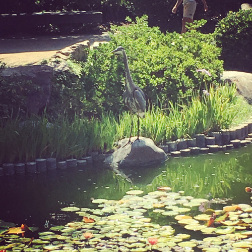 Made a friend (at Earl Burns Miller Japanese Garden)