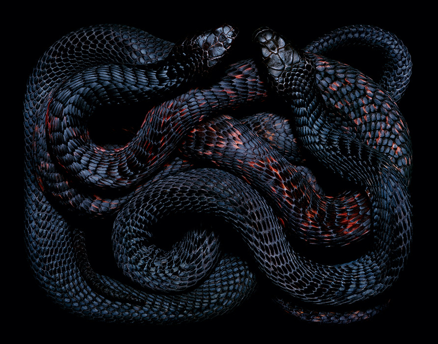 personsuit:   grace-from-dogville:  &ldquo;Serpens&rdquo; by Guido Mocafico
