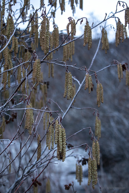 Alder catkins hang like pendants along the river: Shoshone National Forest, Wyoming&copy; riverw