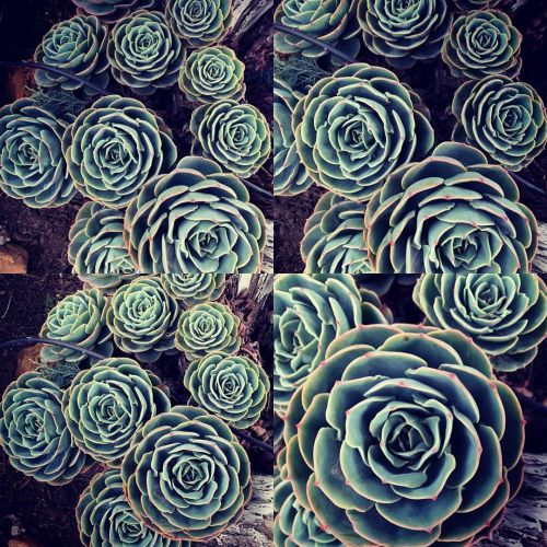 Succulents (At Lake Alhambra, Antioch) Https://Www.instagram.com/P/B-Jyqjmavoa/?Igshid=1Vqrzn7Yjvhlf