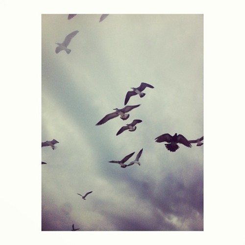 sexpistola:  Pretty birdies at the beach✌🌞🌾🌊🌞