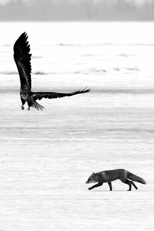 wolf wolf wolf