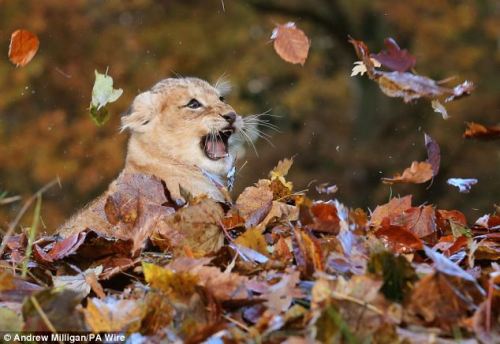 catsbeaversandducks:  Frolicking in the autumn leaves, this little lion cub is having the time of her life as she excitedly plays in her enclosure. Tiny cub Karis proved she’s not too dissimilar to human children as she threw herself into the pile of