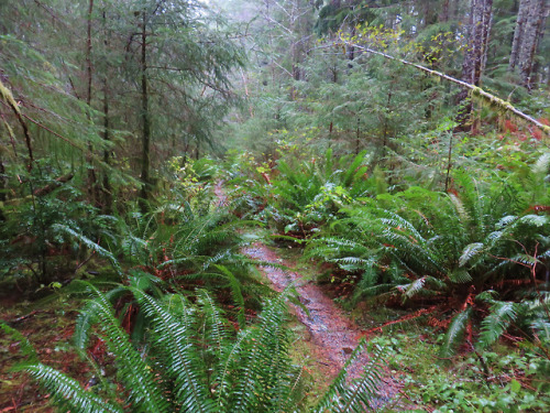 Cummins Ridge Trail by yunckette