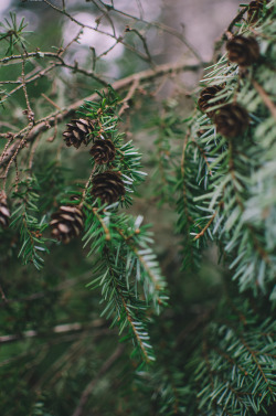 millivedder:  Hemlock Pine Cones  Prints