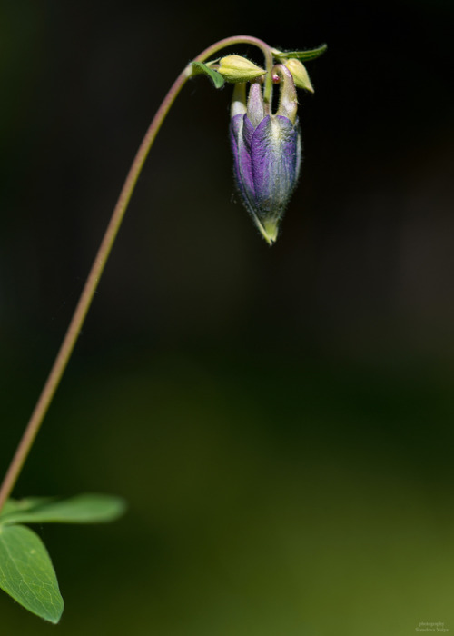 Aquilegia