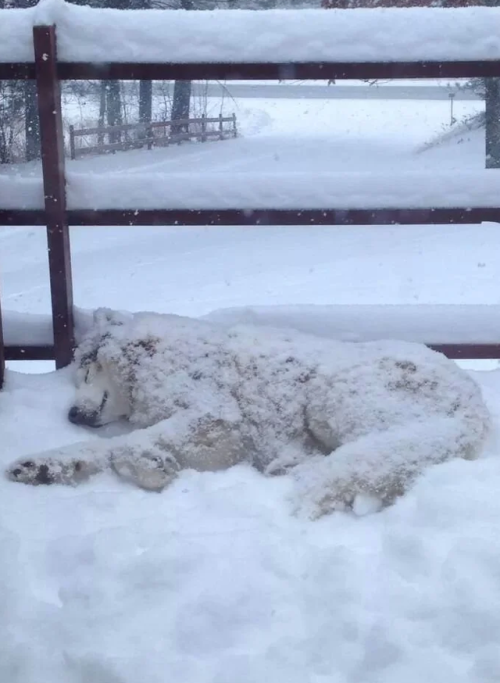 everythingfox:Powdered sugar pup