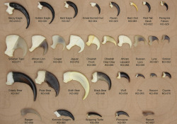 goatjinku:  Avian, mammal, and reptile claw reference. 